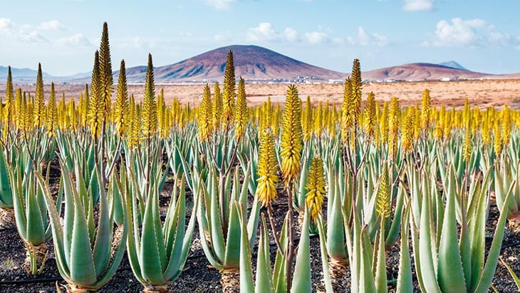 An Aloe Vera plantation in Fuerteventura